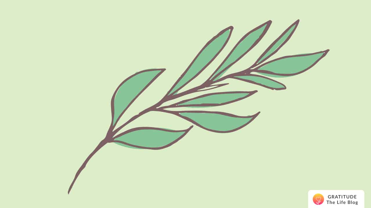 Illustration of a leaf stem with thin leaves