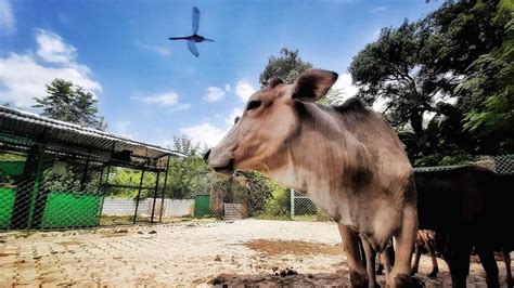 Photo of a cow at animal shelter