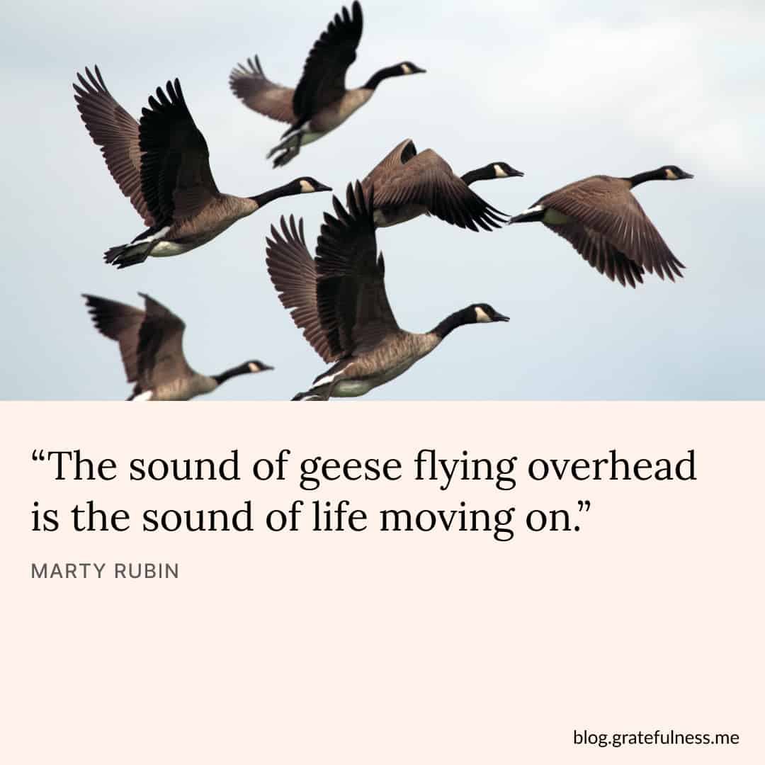 Image with moving on and letting go quote by Marty Rubin