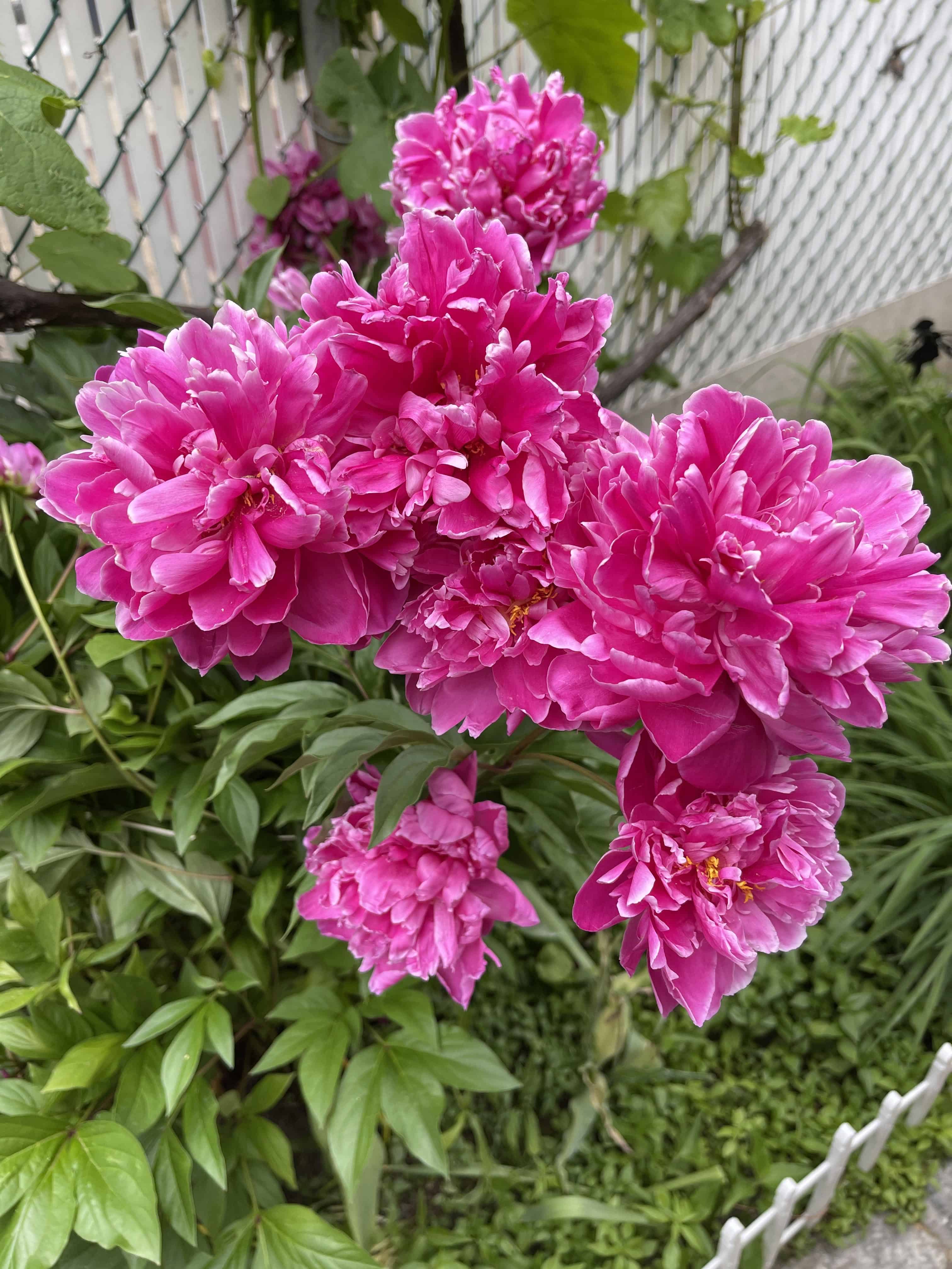 Photo with pink flowers