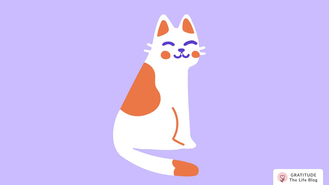 Image with illustration of a white and orange cat